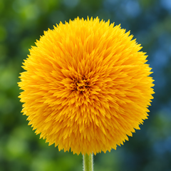 Double Tall Sunflower Helianthus annuus with large densely petalled golden-yellow double flowers – summer seeds for gardens and grow bags in Pakistan