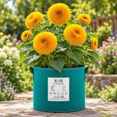 Double Tall Sunflower Helianthus annuus with large densely petalled golden-yellow double flowers – summer seeds for gardens and grow bags in Pakistan