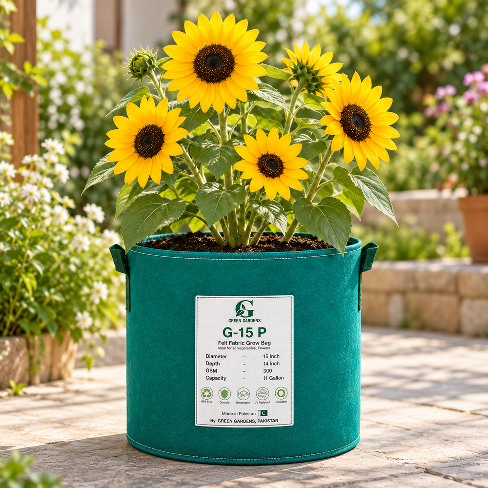 Sunflower Multiflora with multiple bright yellow blooms on branching stems – summer sunflower seeds for gardens and grow bags in Pakistan