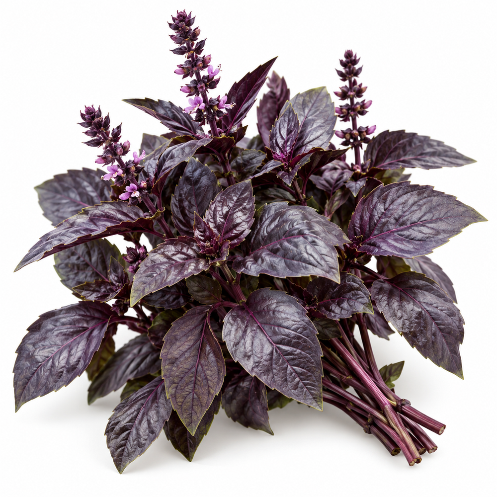 Healthy Sweet Basil Purple plant with aromatic deep-purple leaves – culinary basil seeds for home gardening in Pakistan