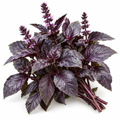 Healthy Sweet Basil Purple plant with aromatic deep-purple leaves – culinary basil seeds for home gardening in Pakistan
