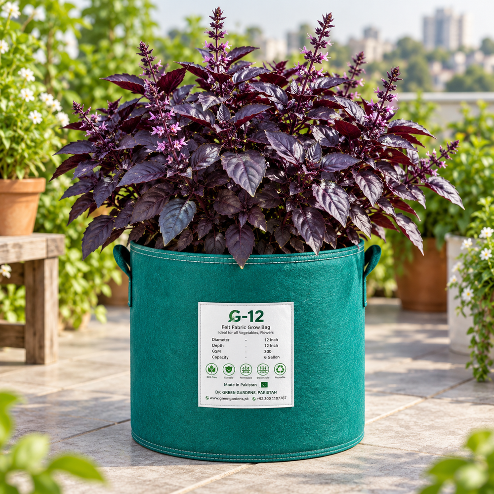 Healthy Sweet Basil Purple plant with aromatic deep-purple leaves – culinary basil seeds for home gardening in Pakistan