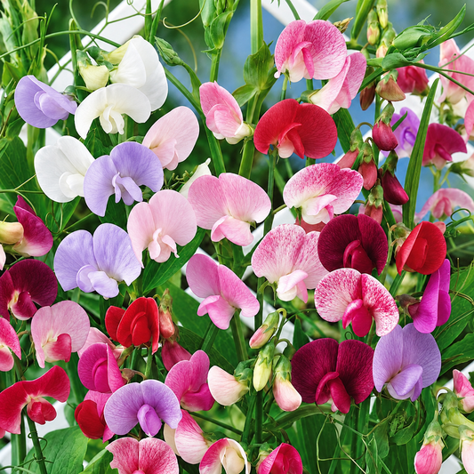Fragrant multicolour Sweet Pea Lathyrus odoratus flowers climbing on a trellis – winter flowering vine seeds for grow bags, arches and cut-flower gardens in Pakistan