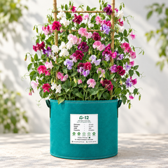 Fragrant multicolour Sweet Pea Lathyrus odoratus flowers climbing on a trellis – winter flowering vine seeds for grow bags, arches and cut-flower gardens in Pakistan