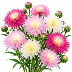 Sweet Sultan Imperialis Pastel Mix with fragrant fluffy fringed flowers in soft pink lilac lavender purple and white – winter cut flower seeds Pakistan