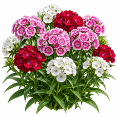 Sweet William Dianthus barbatus Floriada Mix with pink red crimson white and bi-colour clustered flowers – winter flower seeds for gardens and grow bags in Pakistan