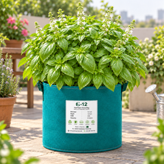 Healthy Sweet Basil plant with fresh aromatic green leaves – Ocimum basilicum culinary herb seeds for home gardening in Pakistan