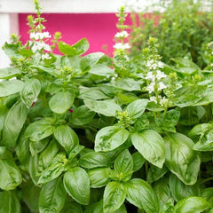 Healthy Sweet Basil plant with fresh aromatic green leaves – Ocimum basilicum culinary herb seeds for home gardening in Pakistan
