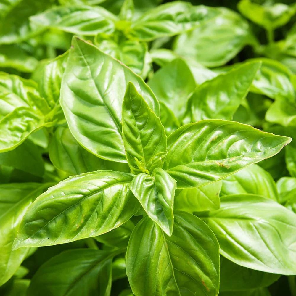 Healthy Sweet Basil plant with fresh aromatic green leaves – Ocimum basilicum culinary herb seeds for home gardening in Pakistan