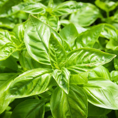 Healthy Sweet Basil plant with fresh aromatic green leaves – Ocimum basilicum culinary herb seeds for home gardening in Pakistan