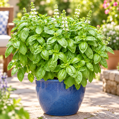 Healthy Sweet Basil plant with fresh aromatic green leaves – Ocimum basilicum culinary herb seeds for home gardening in Pakistan
