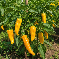 Sweet Pepper Yellow Corno di Toro Giallo Seeds – Italian Bull’s Horn Pepper | WINTER/SUMMER