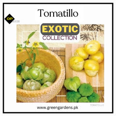 Green tomatillo fruits enclosed in papery husks on a healthy branching plant – Mexican husk tomato seeds for home gardening in Pakistan