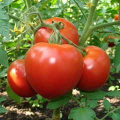 Tomato Seeds - Alsu (From: Azerbijan)
