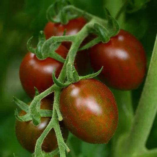 Tomato Seeds - Chocolate Sprinkles (Indeterminate)