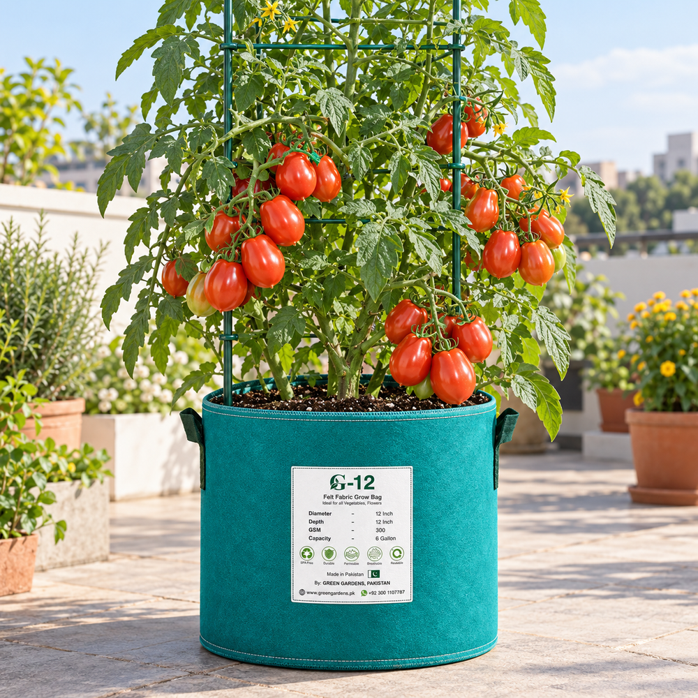 Red Pear Tomato plant with bright-red pear-shaped ripe fruits growing in clusters on healthy green vines – tomato seeds for kitchen gardens and grow bags Pakistan