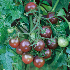 Tomato Cherry Seeds {WINTER} ( Black Opal) چیری ٹماٹر بلیک