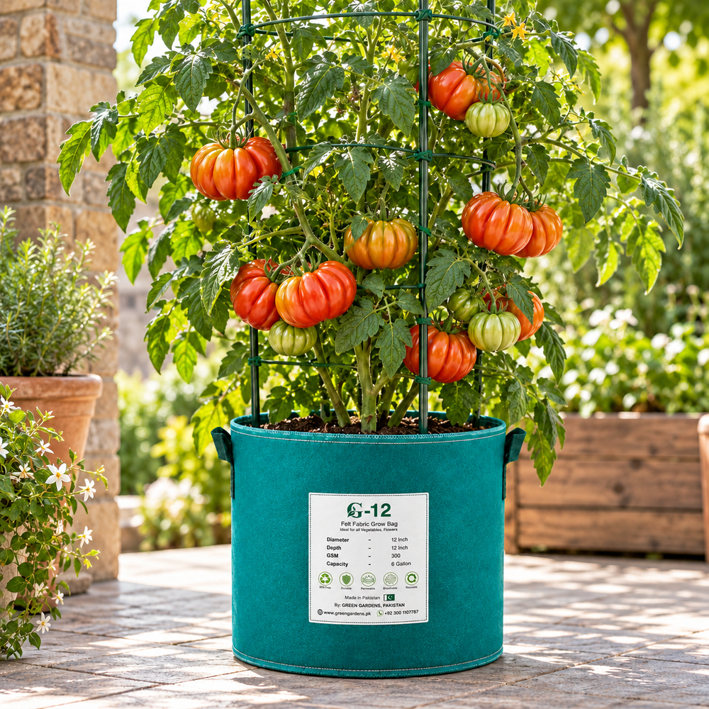 Canestrino di Lucca Italian heirloom tomato plant with large red pear-shaped deeply ribbed meaty fruits growing on healthy supported vines – tomato seeds Pakistan
