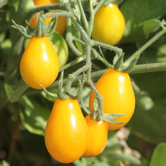 Tomato Seeds - Cherry Yellow Pear Indeterminate (SUMMER/ WINTER)