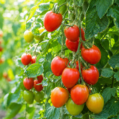 Sahel F1 Hybrid red tomatoes growing on a vigorous indeterminate vine – tomato seeds for trellis, grow bags and home gardening in Pakistan