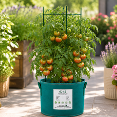 Pomodoro Pantano Romanesco traditional Italian heirloom tomatoes with large fleshy red fruits on vigorous indeterminate vines – tomato seeds for home gardening in Pakistan