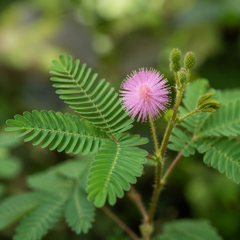 Touch Me Not Seeds – Mimosa Pudica (چھوئی موئی) {WINTER}