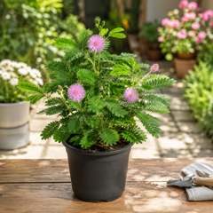 Touch Me Not Seeds – Mimosa Pudica (چھوئی موئی) {WINTER}