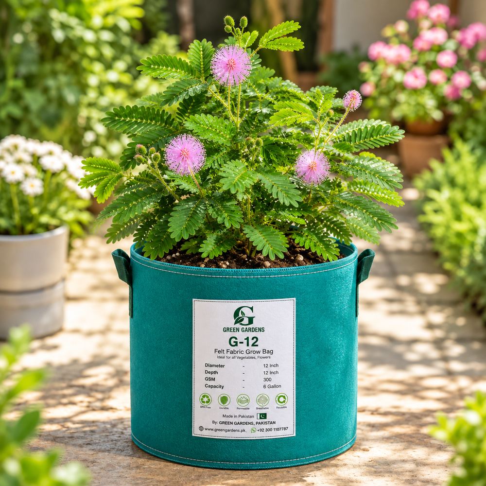 Touch Me Not Mimosa pudica with touch-sensitive green leaves and pink-purple fluffy flowers – seeds for pots and grow bags in Pakistan