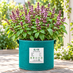 Tukh Malanga Basil Ocimum basilicum plant with aromatic green leaves flowering spikes and mature black basil seeds – herb seeds in Pakistan