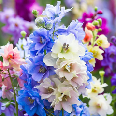 Rocket Larkspur Seeds - Mix (WINTER)