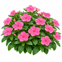 Vinca Deep Rose Catharanthus roseus with rich deep rose-pink summer flowers – seeds for beds pots containers and grow bags in Pakistan