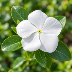 Vinca Nana Bianca Catharanthus roseus with compact white summer flowers – seeds for pots borders balconies and grow bags in Pakistan