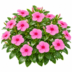 Vinca Rosea Nana Catharanthus roseus with compact rose-pink summer flowers – seeds for pots borders balconies and grow bags in Pakistan