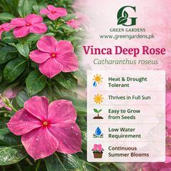 Vinca Deep Rose Seeds (SUMMER)