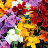 Wallflower Seeds - Mix (WINTER)