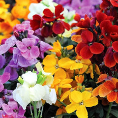 Wallflower Seeds - Mix (WINTER)