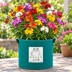 Wallflower Mix Erysimum cheiri with fragrant yellow orange red purple and bronze flowers – winter seeds for beds borders pots and grow bags in Pakistan