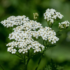 Yarrow White - Achillea Millefolium By Horti Tops®
