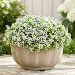 White Alyssum flowers in full bloom grown as a dense flowering plant – Alyssum White Seeds Pakistan