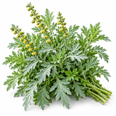 Healthy Wormwood Artemisia absinthium plant with finely divided aromatic silver-grey foliage – perennial herb seeds for home gardening in Pakistan