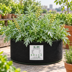 Healthy Wormwood Artemisia absinthium plant with finely divided aromatic silver-grey foliage – perennial herb seeds for home gardening in Pakistan