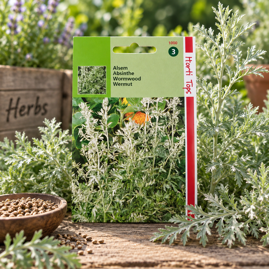 Healthy Wormwood Artemisia absinthium plant with finely divided aromatic silver-grey foliage – perennial herb seeds for home gardening in Pakistan