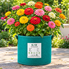 Zinnia California Giant Mix with large colourful double and semi-double summer flowers – seeds for beds cut flowers and grow bags in Pakistan