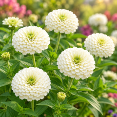 Zinnia Elegans White with elegant white summer flowers – seeds for sunny beds borders cut flowers containers and grow bags in Pakistan