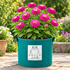 Zinnia Dahlia Violet Queen with large magenta violet dahlia-type summer flowers – seeds for beds cut flowers pots and grow bags in Pakistan