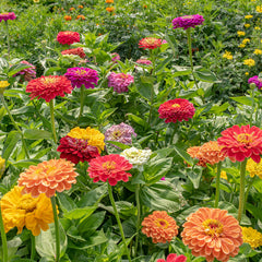 Zinnia Elegans Dahlia Seeds - Mix (SUMMER)