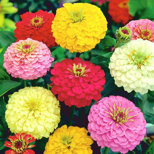 Zinnia Elegans Dahlia Seeds - Mix (SUMMER)