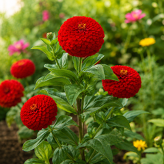 Zinnia Elegans Seeds- Red (SUMMER)