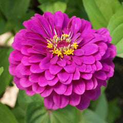Zinnia Dahlia Violet Queen Seeds - Purple (Summer)