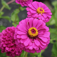 Zinnia Dahlia Violet Queen Seeds - Purple (Summer)